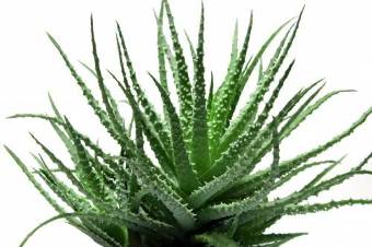 The Aloe vera in the composition of the Men's Defence