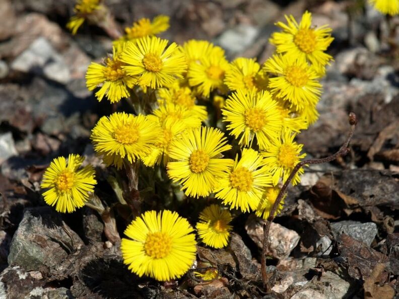 coltsfoot herbs for the treatment of acute prostatitis